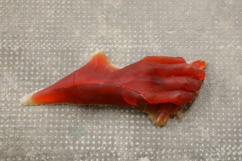 Antoine Renard - Large Glass Spell Bot v1