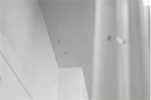 Antoine Renard - meatwad fan club