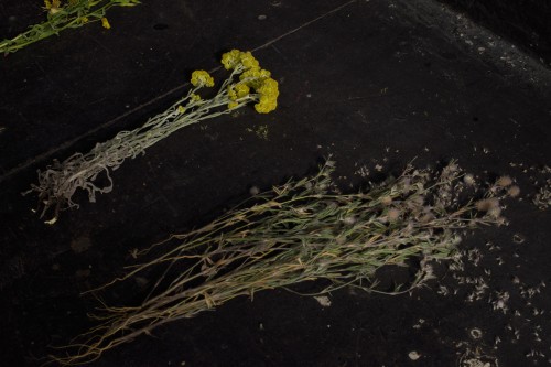 Antoine Renard - geometries of L.O.V.E.