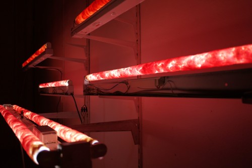 Antoine Renard - in vitro study