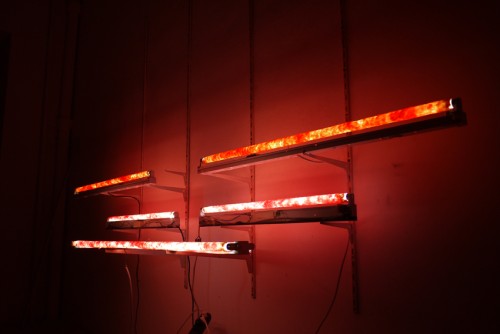 Antoine Renard - in vitro study