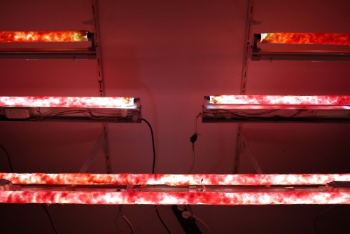 Antoine Renard - in vitro study