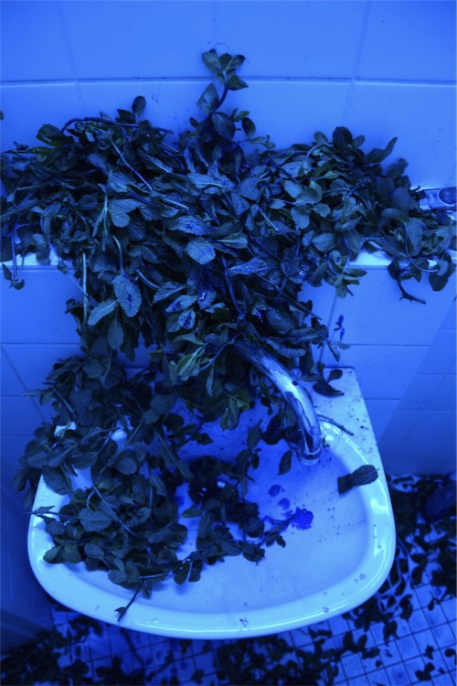 Antoine Renard - Jurassic Haze