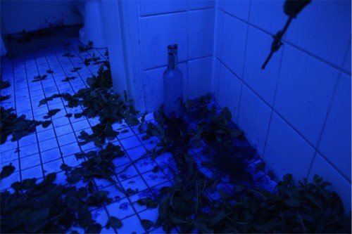 Antoine Renard - Jurassic Haze