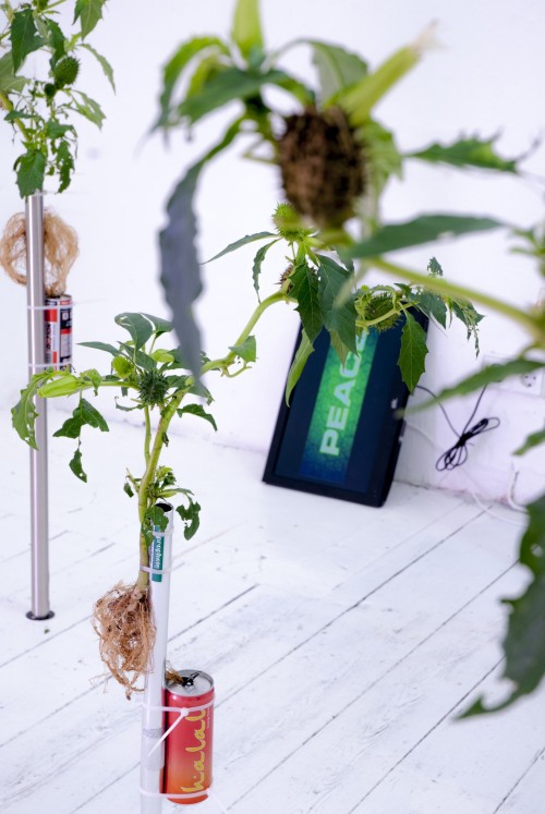 Antoine Renard - open studio 2012