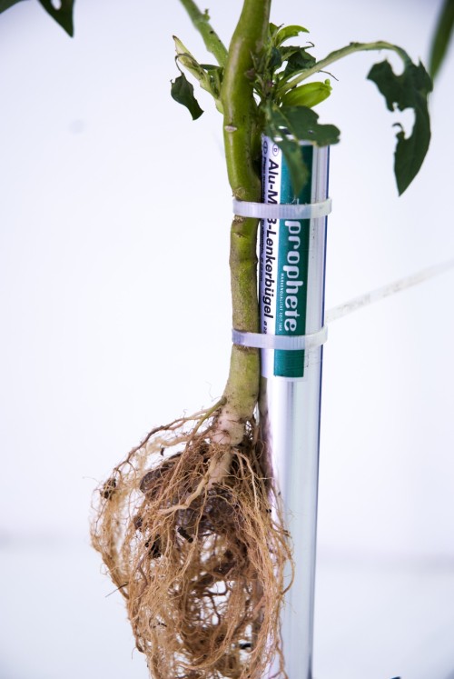 Antoine Renard - open studio 2012