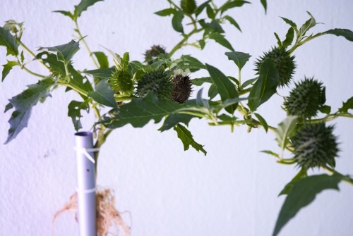 Antoine Renard - open studio 2012