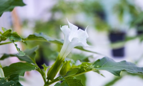 Antoine Renard - open studio 2012