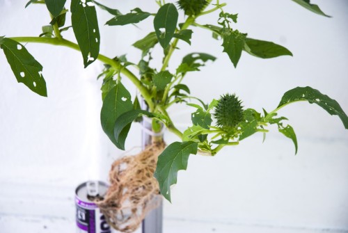 Antoine Renard - open studio 2012