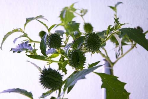 Antoine Renard - open studio 2012