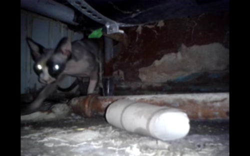 Antoine Renard - topological bath