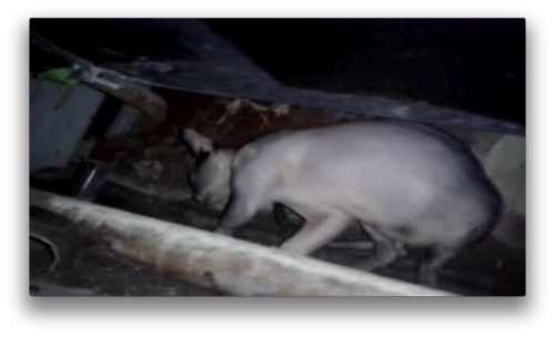 Antoine Renard - topological bath