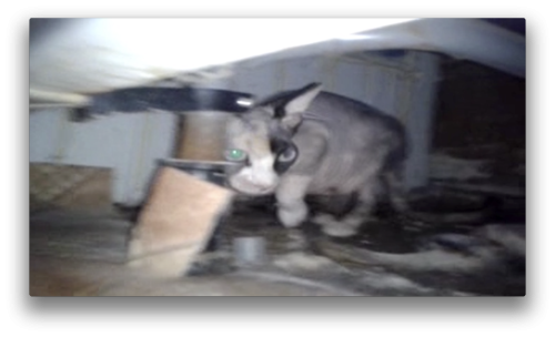 Antoine Renard - topological bath