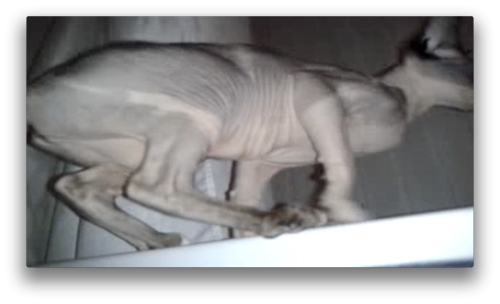 Antoine Renard - topological bath