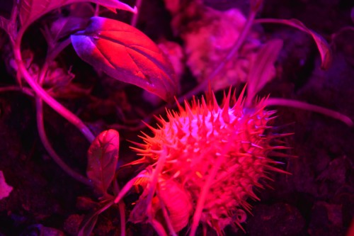 Antoine Renard - Fucked up couch