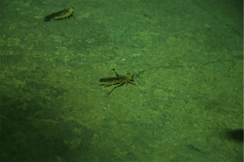 Antoine Renard - ZYTHUM