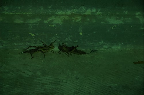 Antoine Renard - ZYTHUM